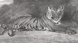 An 18th century drawing of a tiger